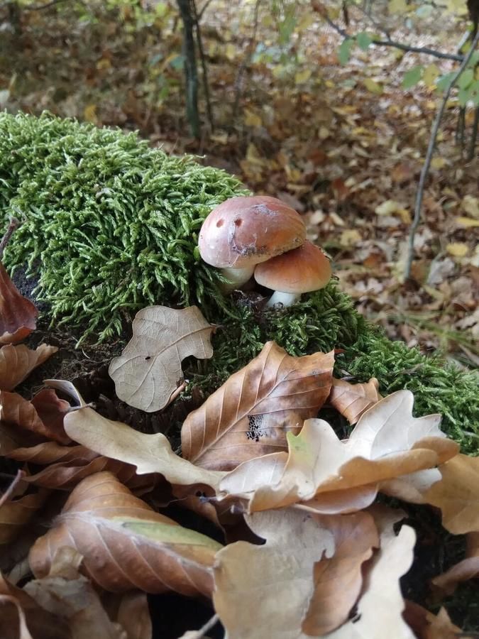 Мини-отель Yankovsky Dvir Поляна-46